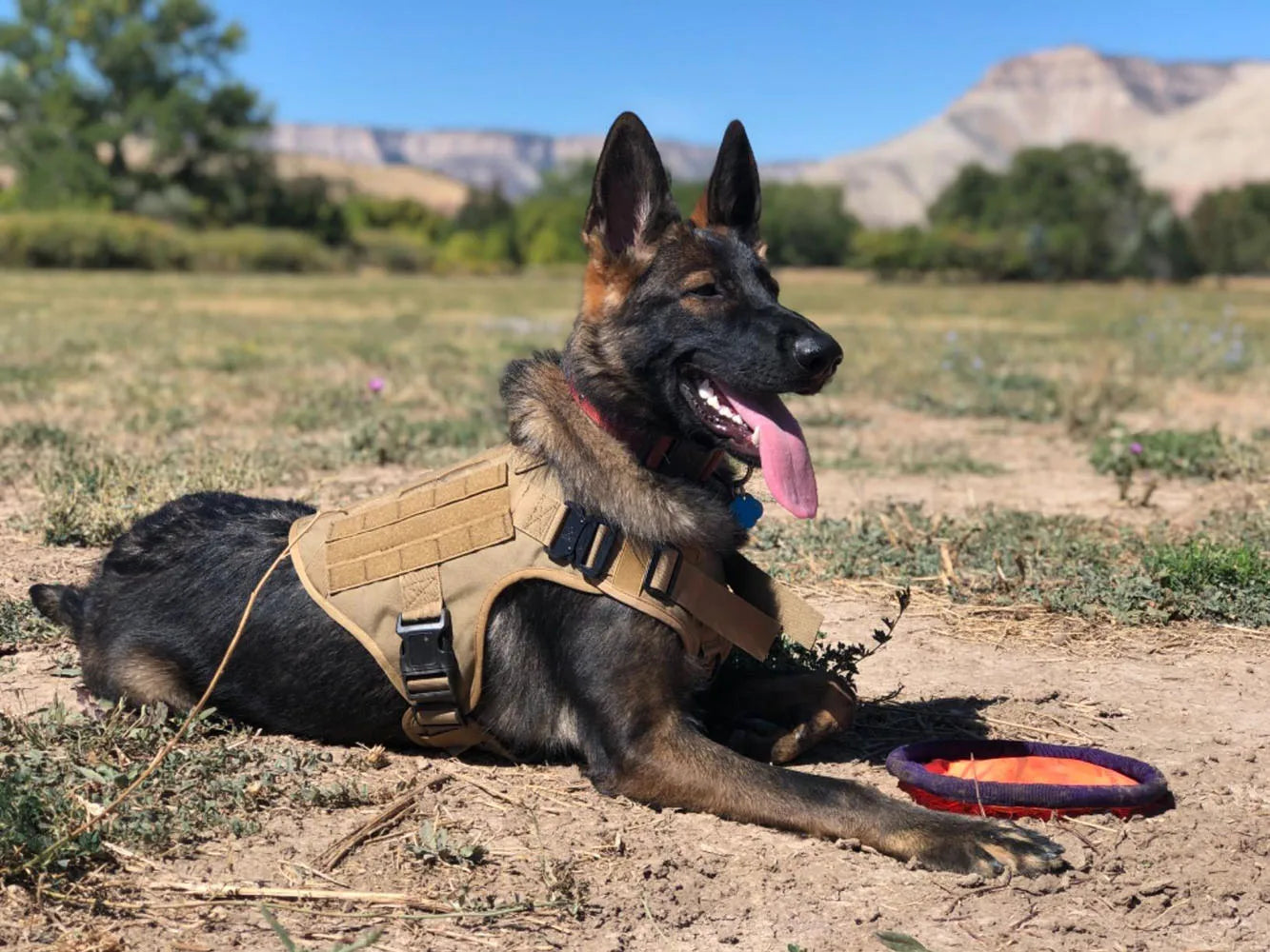 Large Dog Collar Military Dog Harness Leash Molle Pouches Pet Training Vest Tactical Harnesses Dogs Accessories